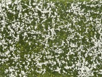 Noch 07256 půdopokryvná foliáž louka bíle kvetoucí