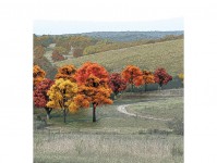 Woodland Scenics TR1575 listnaté stromy podzimní 38 ks