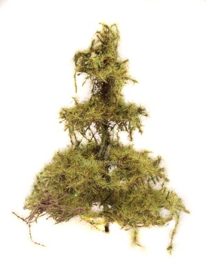 modřín 5cm Bezucha Roman 1029-1