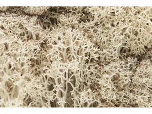 islandský mech přírodní bílý Woodland Scenics L166