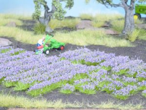 levandule Noch 07136