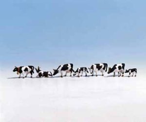 krávy černobílé Noch 15721