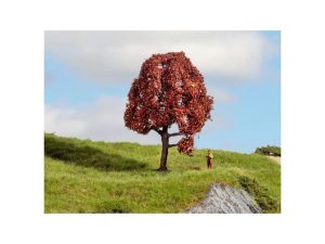 červený buk Noch 20151