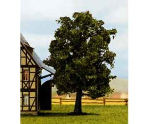 habr obecný Noch 21690