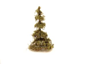 modřín 9 cm bez 1027-1