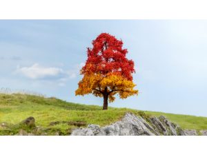 podzimní dub Noch 20114