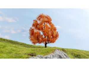 podzimní javor Noch 20155