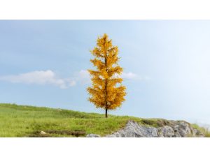 podzimní modřín Noch 20167