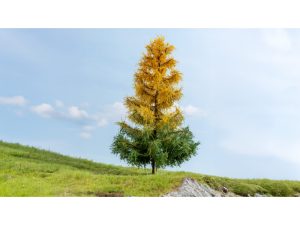 podzimní modřín Noch 20168