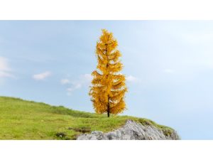 podzimní modřín Noch 20169